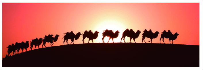 付钢：医疗产业里的骆驼